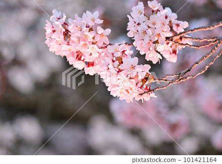 Cherry tree in full bloom Cherry tree in full bloom 101421164