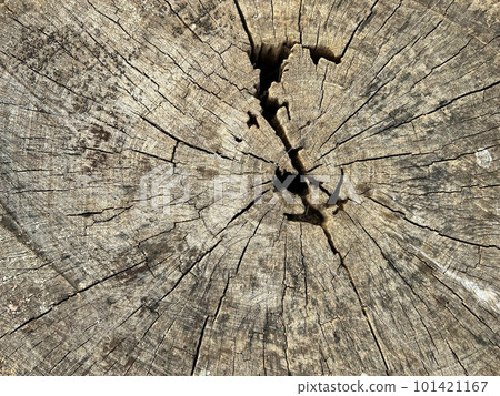 Texture of tree stump, nature wood for background. texture of old wood. Texture of tree stump, nature wood for background. texture of old wood. 101421167