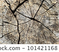 Texture of tree stump, nature wood for background. texture of old wood. 101421168