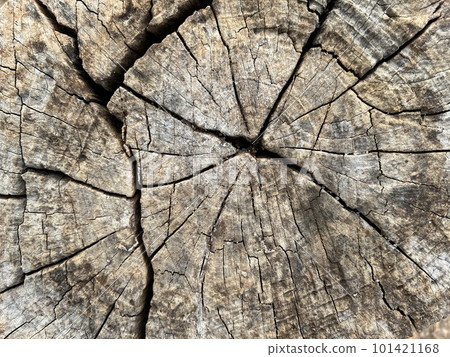 Texture of tree stump, nature wood for background. texture of old wood. 101421168