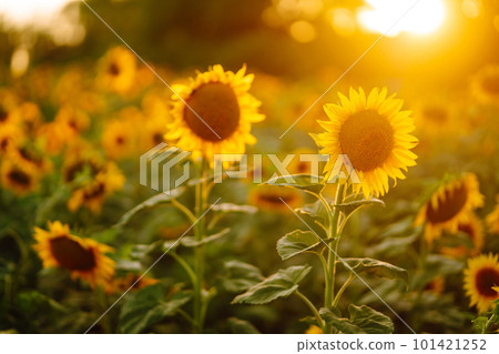 Field of blooming sunflowers. Organic and natural flower background. 101421252