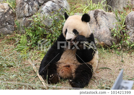 Panda Panda 101421399