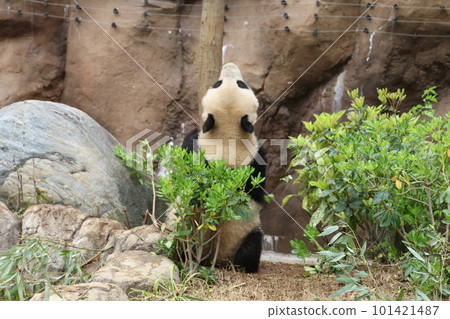 Panda Panda 101421487