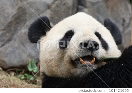 Panda Panda 101421605