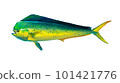 Mahi mahi or dolphin fish isolated on white. Realistic illustration of mahi mahi or dolphin fish isolated on white background. Side view. 101421776