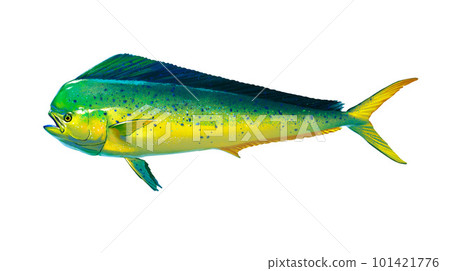 Mahi mahi or dolphin fish isolated on white. Realistic illustration of mahi mahi or dolphin fish isolated on white background. Side view. 101421776