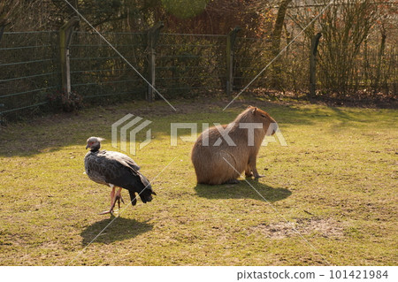 Capybara and heron sitting in a clearing at the zoo Capybara and heron sitting in a clearing at the zoo 101421984