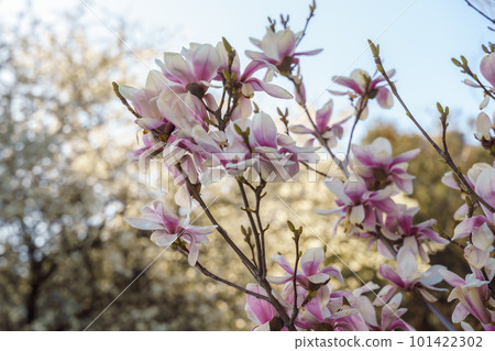 Flower magnolia blossoms on green grass background. 101422302