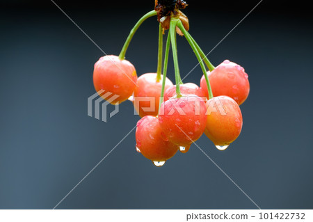 A bunch of sweet cherries with water droplets on the branch of the tree. Close-up.  Dark background 101422732