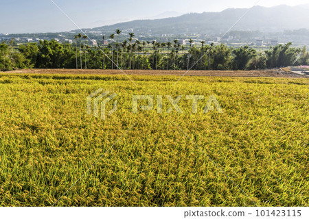 Rice crop soon to be harvest in the paddy field of Taiwan. Rice crop soon to be harvest in the paddy field of Taiwan. 101423115