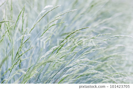 Background from decorative grass Blue fescue. Spikelets of Festuca glauca Background from decorative grass Blue fescue. Spikelets of Festuca glauca 101423705
