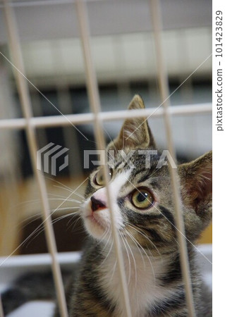 kitten in cage 101423829