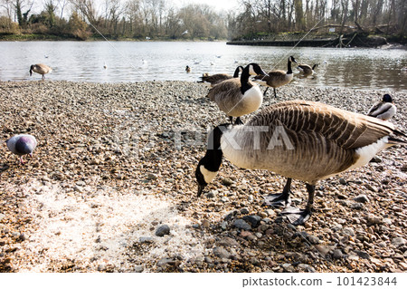 Waterfowl flock to the River Thames when the riverbed is gravel at low tide 101423844