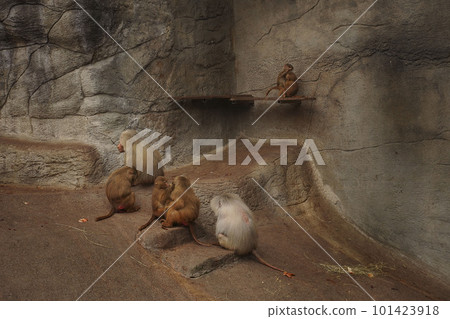 Group of Temple Monkey Family Sitting on Forest Rock. Rhesus Macaque Monkeys. A female monkey sits on a rock Group of Temple Monkey Family Sitting on Forest Rock. Rhesus Macaque Monkeys. A female monkey sits on a rock 101423918