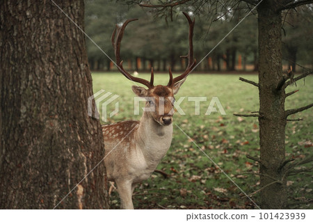 A proud forest deer boldly looks into the camera, a close-up portrait of a beautiful forest animal, a deer on the edge of a forest clearing half closed by a tree carefully looks in front of him. 101423939