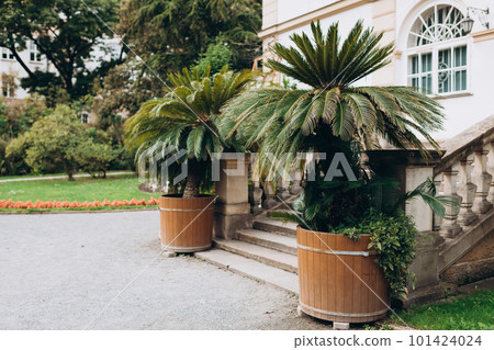 Cycas revoluta, also known as king sago palm, in wooden flower pot. castle garden terrace Cycas revoluta, also known as king sago palm, in wooden flower pot. castle garden terrace 101424024