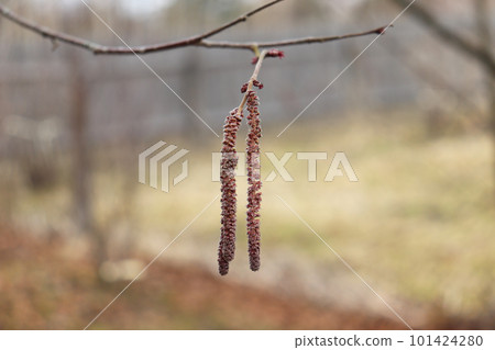 flower catkins closeup - blooming hazelnut 101424280