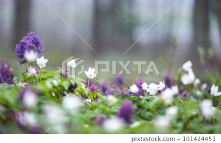 White and purple flowers in spring forest 101424451