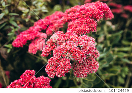 Bumblebee on beautiful decorative garden plant. Sedum spectabile at autumn sunny day. Flower card background with pink sedum and sun rays or floral wallpaper 101424459