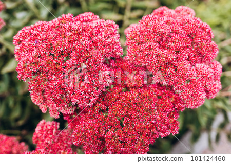 Bumblebee on beautiful decorative garden plant. Sedum spectabile at autumn sunny day. Flower card background with pink sedum and sun rays or floral wallpaper Bumblebee on beautiful decorative garden plant. Sedum spectabile at autumn sunny day. Flower card background with pink sedum and sun rays or floral wallpaper 101424460