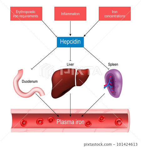 Hepcidin and iron homeostasis 101424613