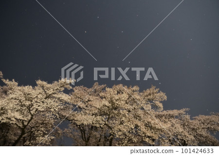 北斗市白州町，盛開的櫻花和月光下的北斗七星 101424633