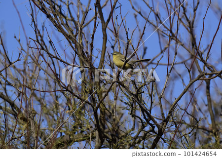 Greater Wagtail tyrant, ,La Pampa, Argentina Greater Wagtail tyrant, ,La Pampa, Argentina 101424654