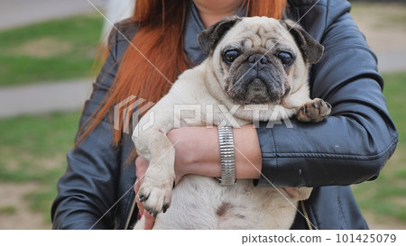 A fat pug dog in a woman's arms. A fat pug dog in a woman's arms. 101425079