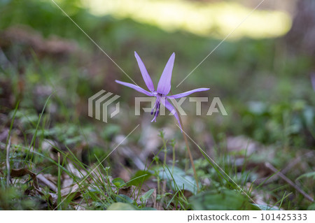 宣布春天到來的片假花 宣布春天到來的片假花 101425333