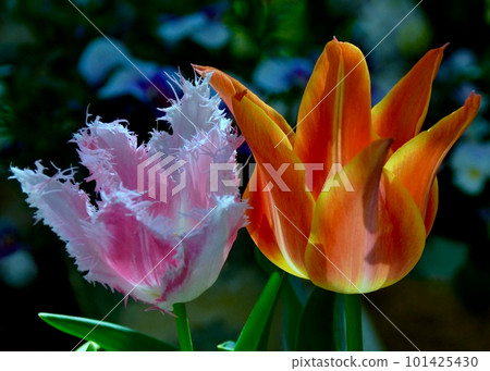 “美麗的花瓣。”鬱金香。塑造自然。 101425430