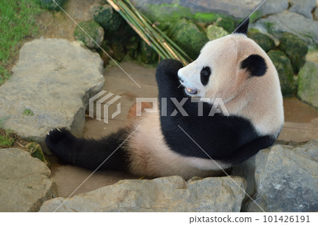 Yohama eating bamboo deliciously 101426191