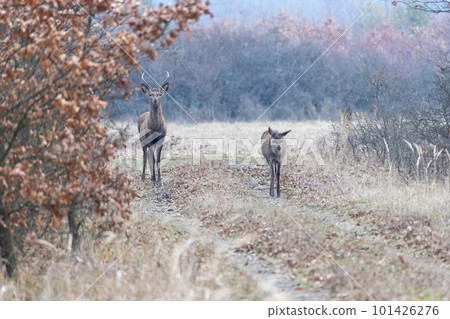 Red deers in the forest road 101426276