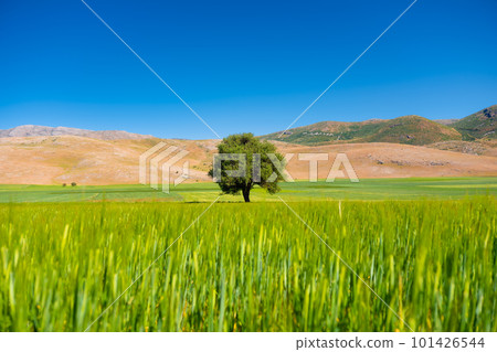 Nature. Tree on on the field. Landscape at the day time. Fields and meadows. Clear sky and hills. Nature. Tree on on the field. Landscape at the day time. Fields and meadows. Clear sky and hills. 101426544