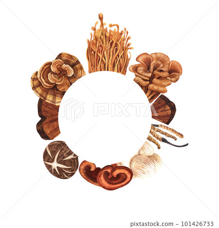 Watercolor round frame medicinal mushroom, adaptogenic plant. Hand-drawn illustration isolated on white background. Perfect concept for healthy chinese medicine popular superfood, design packing 101426733