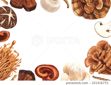 Watercolor medicinal mushroom frame, adaptogenic plant. Hand-drawn illustration isolated on white background. Perfect concept for healthy chinese medicine popular superfood, design packing. 101426735