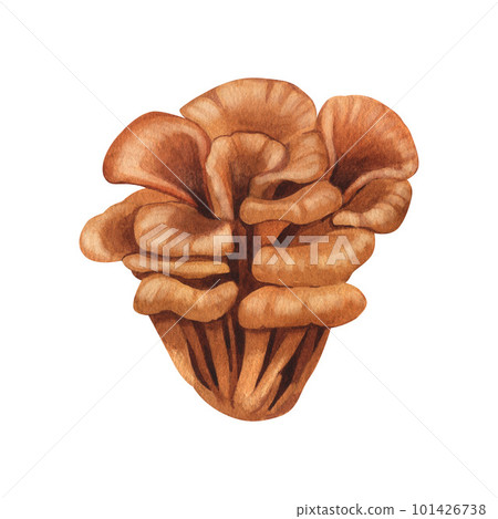 Watercolor fresh maitake mushroom. Hand-drawn illustration isolated on white background. Perfect concept for healthy chinese medicine popular superfood, design packing. 101426738