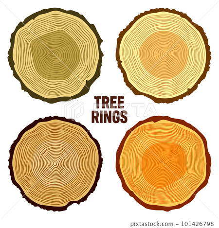 Round colorful tree trunk cuts, sawn pine or oak slices, lumber. Saw cut timber, wood. Brown wooden texture with tree rings. Hand drawn sketch. Vector illustration Round colorful tree trunk cuts, sawn pine or oak slices, lumber. Saw cut timber, wood. Brown wooden texture with tree rings. Hand drawn sketch. Vector illustration 101426798