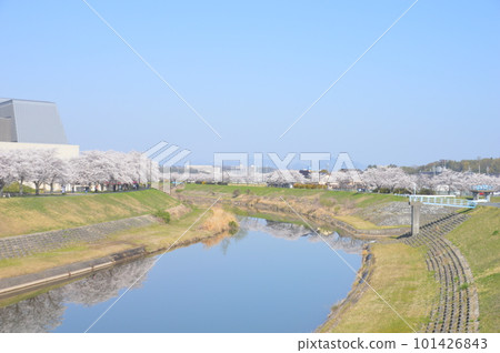 Furusato Cherry Blossom Corridor 101426843