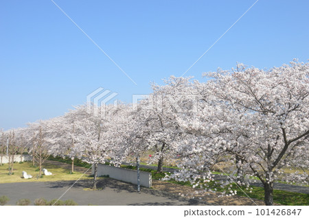 故鄉櫻花迴廊 故鄉櫻花迴廊 101426847