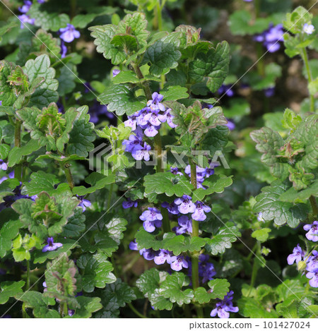Glechome hederacea, flowering medical herb Glechome hederacea, flowering medical herb 101427024