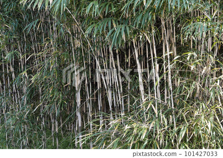 A dense bamboo grove with thick bamboo shoots 101427033