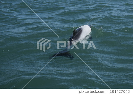 Commerson dolphin swimming, Patagonia , Argentina. Commerson dolphin swimming, Patagonia , Argentina. 101427043