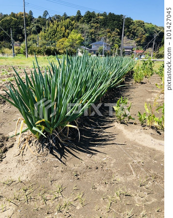 鄉村生活和菜園蔥田 鄉村生活和菜園蔥田 101427045