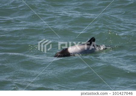 Commerson dolphin swimming, Patagonia , Argentina. 101427046