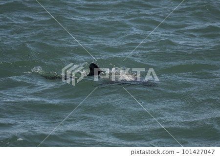 Commerson dolphin swimming, Patagonia , Argentina. Commerson dolphin swimming, Patagonia , Argentina. 101427047