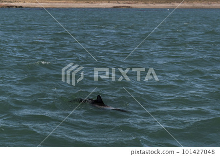 Commerson dolphin swimming, Patagonia , Argentina. 101427048