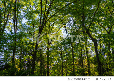 Fresh greenery shining against the blue sky 101427273