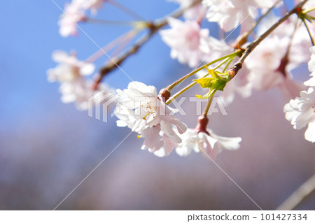 Sakura that shines in the blue sky 101427334