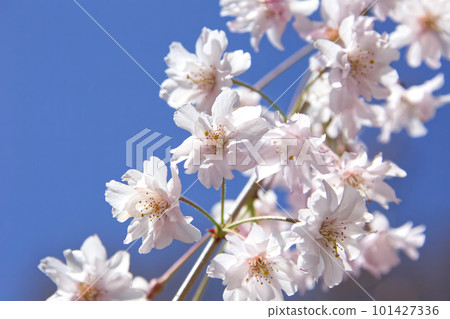 Sakura that shines in the blue sky Sakura that shines in the blue sky 101427336
