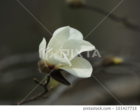 Kobushi flower Kobushi flower 101427718